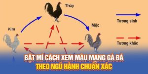 Bật Mí Cách Xem Màu Mạng Gà Đá Theo Ngũ Hành Chuẩn Xác