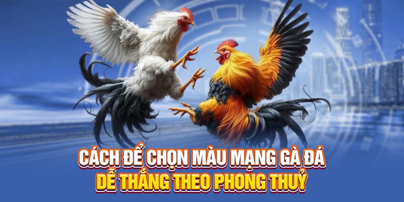Cách để chọn màu mạng gà đá dễ thắng theo phong thuỷ