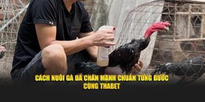 Cách Nuôi Gà Đá Chân Mạnh Chuẩn Từng Bước Cùng Thabet