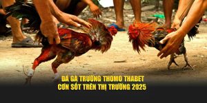 Đá Gà Trường Thomo Thabet - Cơn Sốt Trên Thị Trường 2025
