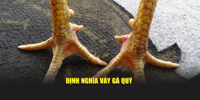 Định nghĩa vảy gà quý