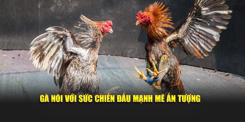 Gà nòi với sức thi đấu mạnh mẽ ấn tượng 