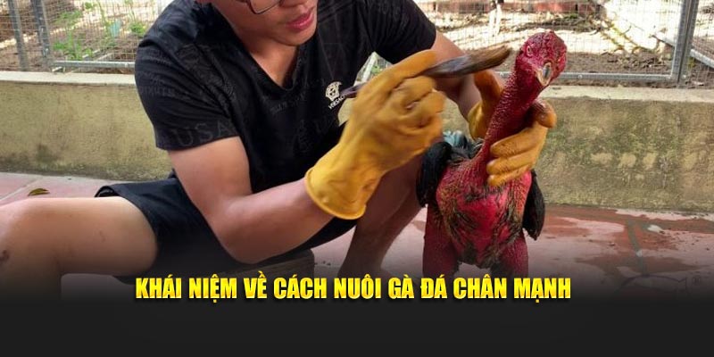 Khái niệm về cách nuôi gà đá chân mạnh