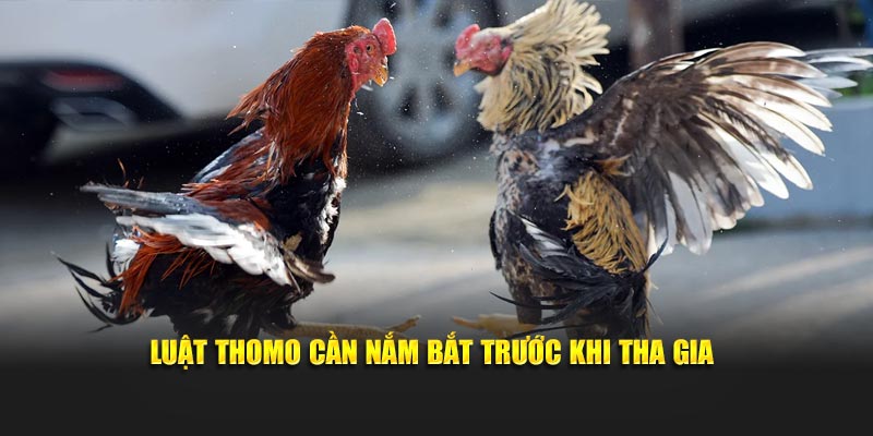 Luật Thomo cần nắm bắt trước khi tha gia