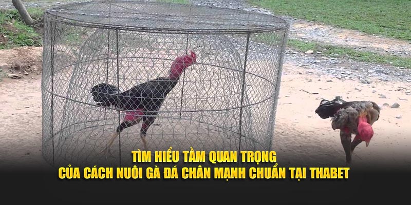 Tìm hiểu tầm quan trọng của cách nuôi gà đá chân mạnh chuẩn tại Thabet