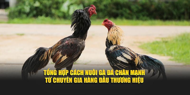 Tổng hợp cách nuôi gà đá chân mạnh từ chuyên gia hàng đầu thương hiệu