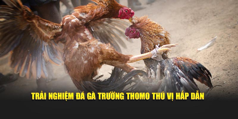Trải nghiệm đá gà trường Thomo thú vị hấp dẫn