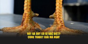 Vảy Gà Quý Có Gì Đặc Biệt? Cùng Thabet Giải Mã Ngay
